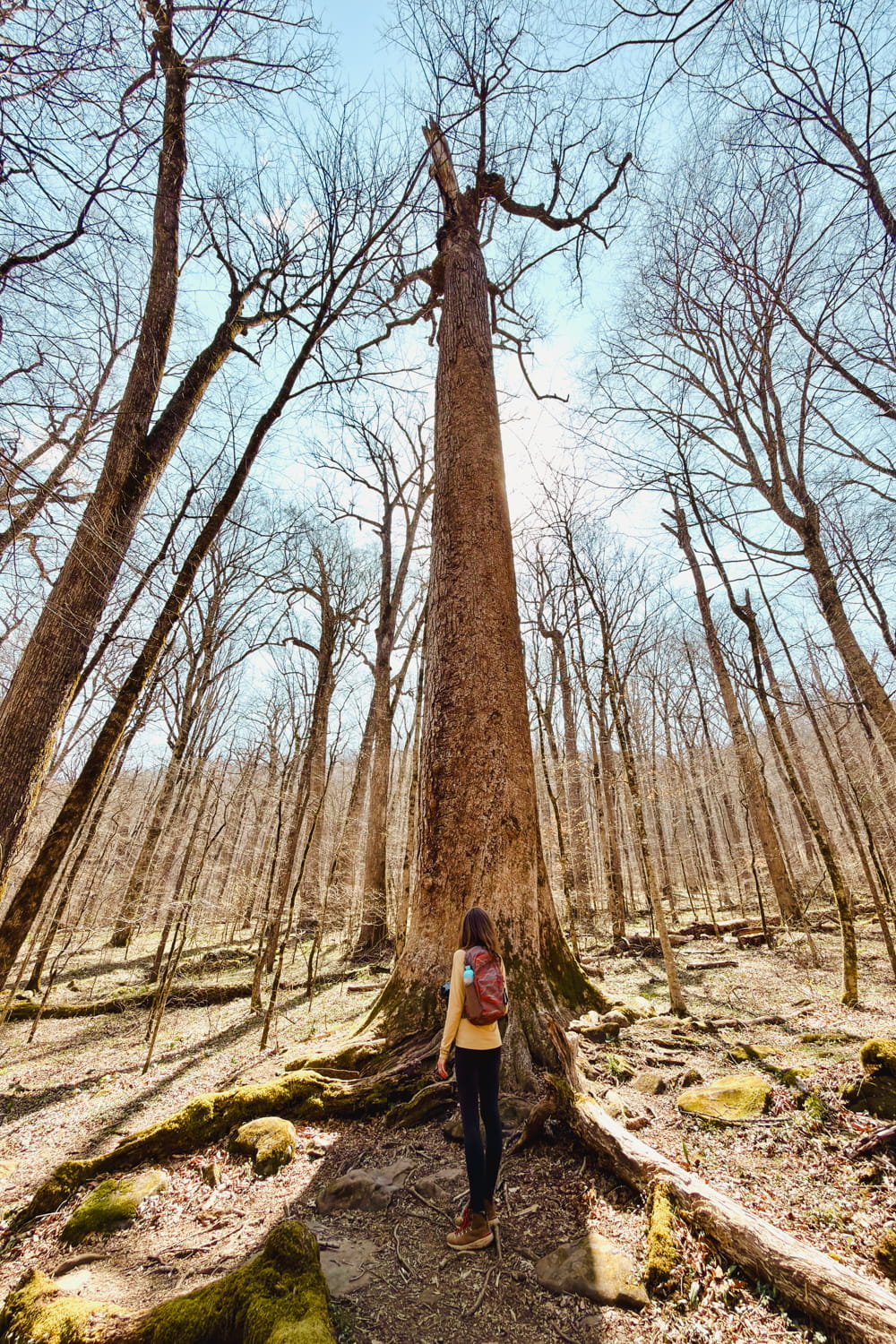 hiker looking up at a massive tree on the joyce kilmer upper loop