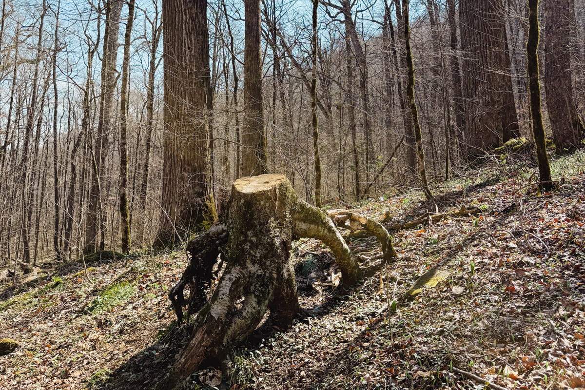 unique tree roots sticking up out of the ground on the joyce kilmer upper loop